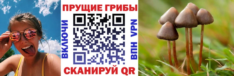Купить закладки  Княгинино  Псилоцибиновые грибы MAGIC MUSHROOMS 